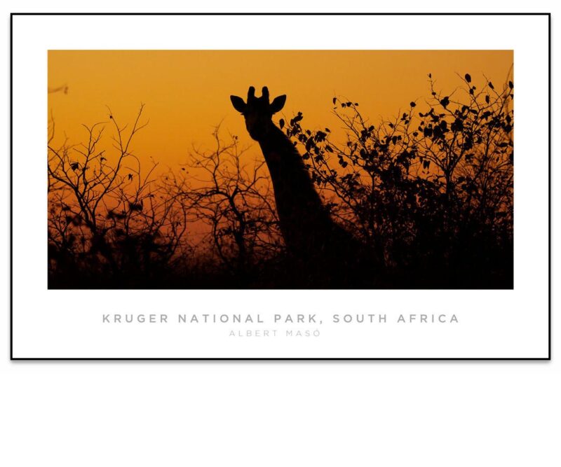 Jirafa #1, Kruger National Park, South Africa • Panorama Planet
