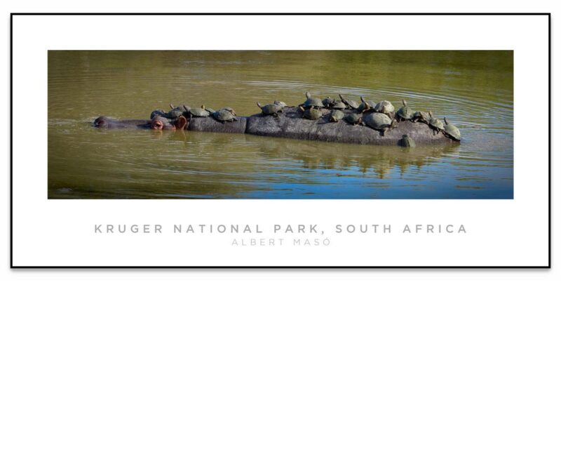Hipopotamo #1, Kruger National Park, South Africa • Panorama Planet