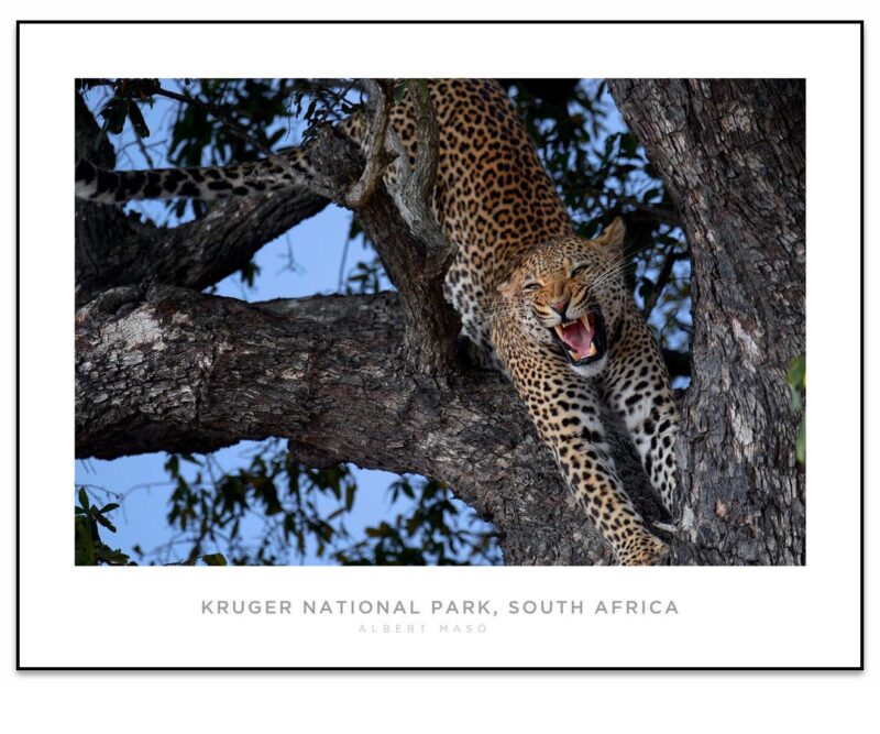 Pantera #3, Kruger National Park, South Africa • Panorama Planet
