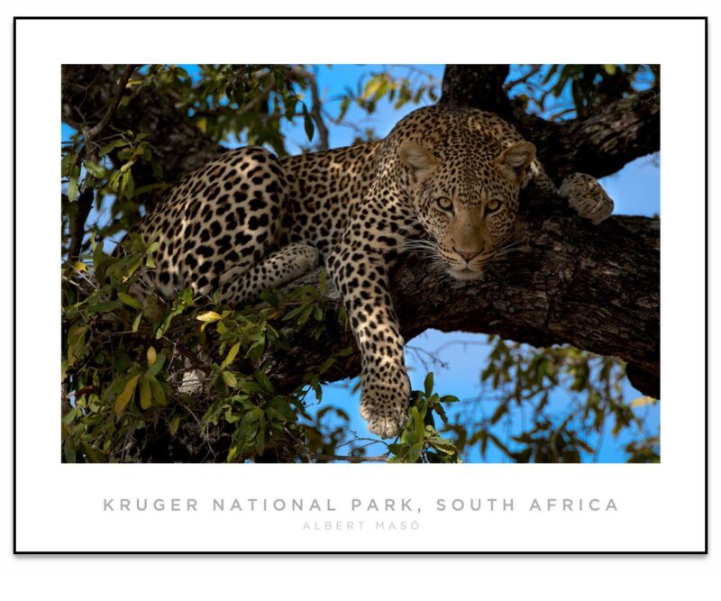 Pantera #14, Kruger National Park, South Africa • Panorama Planet